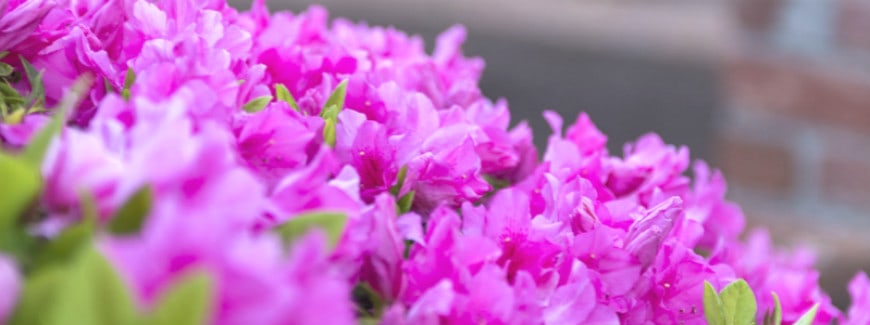 pink flowers