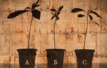 milliken-gallery-features-asheville-artist-bridget-conn