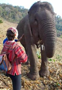 Biology student Amberleigh Dryman in Thailand rehabilitating elephants
