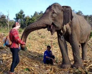 Biology student Amberleigh Dryman in Thailand rehabilitating elephants