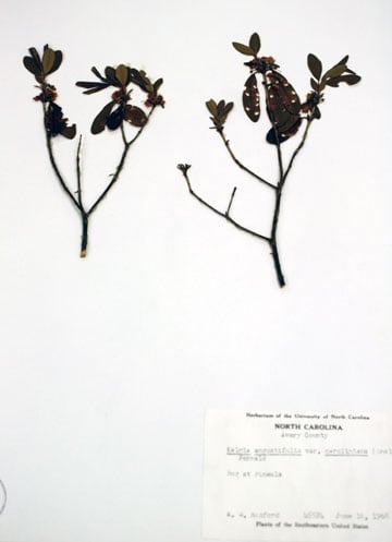 A close-up of one of the vascular plant specimens to be digitized