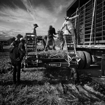 Robyn Hughey Unloading Strawberry Plants