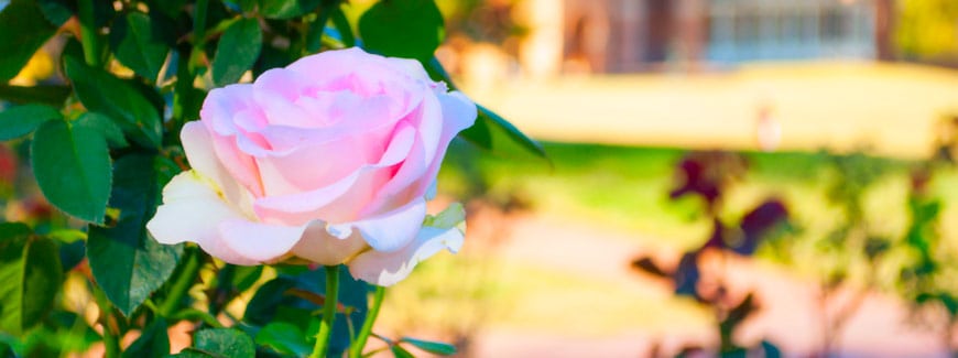 Miss Gee Legacy Society