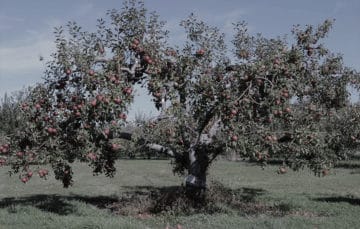 GROWING OLD: FOOD AND ORAL HISTORY IN PERFORMANCE