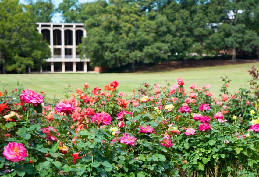 Blackman Hall with rose garden in forefront