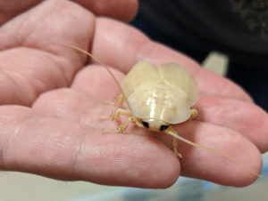 Eublaberus posticus Chris Varnon
