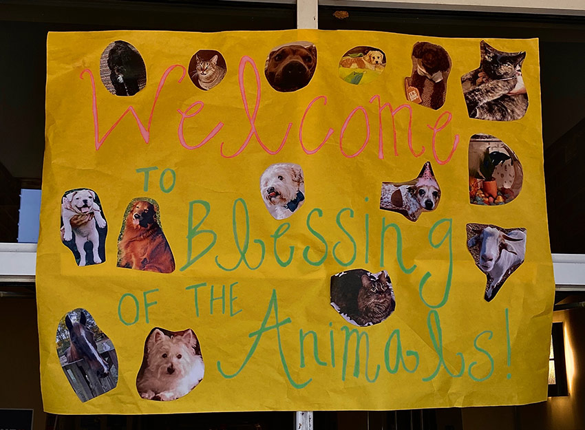 Collage of pet photos