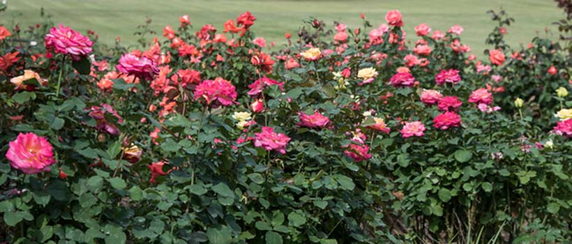 The rose garden at Converse University