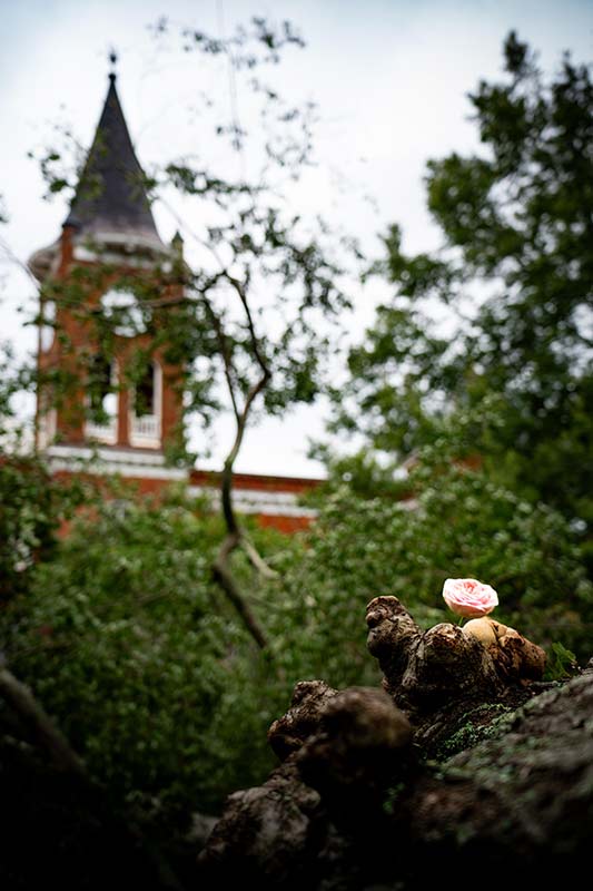 A single pink rose sits on a fallen tree in front of Wilson Hall on the Converse front lawn.