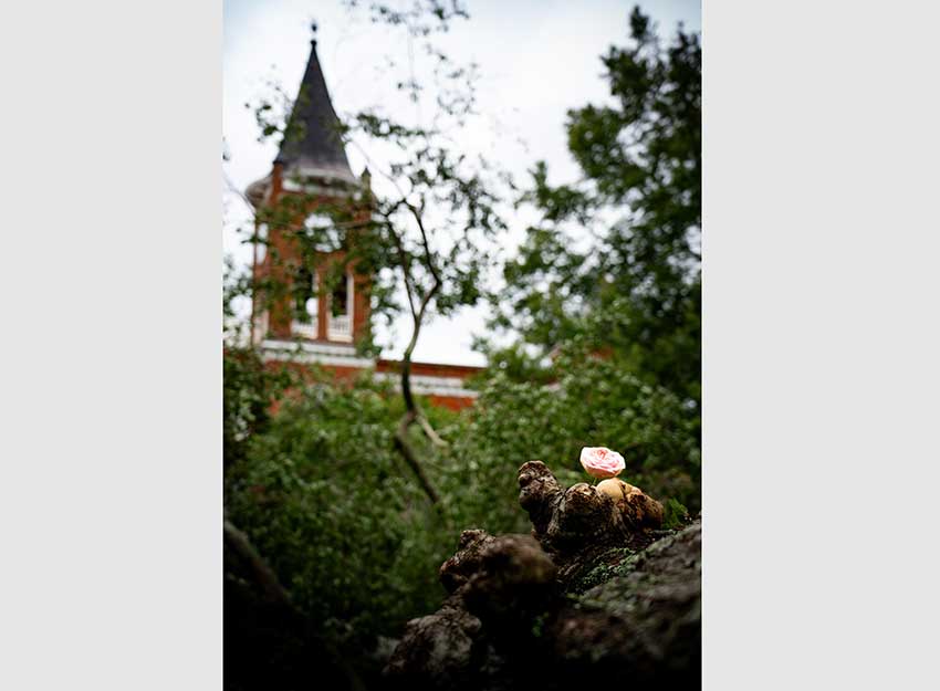 A single pink rose on a downed tree in front of Converse's Wilson Hall
